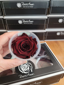 Large Preserved Rose Six Packs in Burgundy