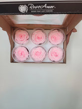Load image into Gallery viewer, Preserved Rose Six Packs in Pink
