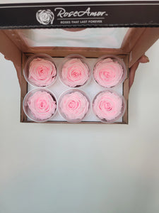 Preserved Rose Six Packs in Pink