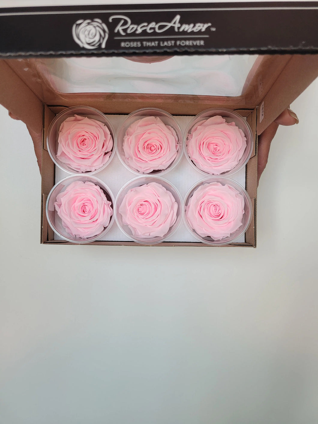 noscript-image-Preserved Rose Six Packs in Pink