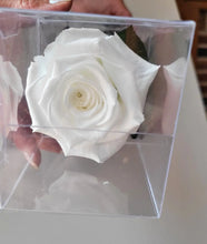 Load image into Gallery viewer, White Preserved Stemmed Rose
