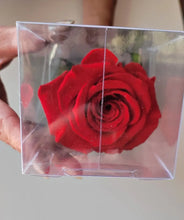 Load image into Gallery viewer, Preserved Rose on Stem in Red By Rose Amor
