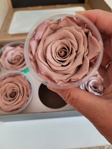 Preserved Rose Six Packs in Blush