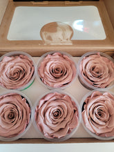 Load image into Gallery viewer, Preserved Rose Six Packs in Blush
