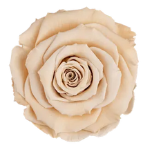 Load image into Gallery viewer, Single preserved rose in acrylic box: Wholesale pricing
