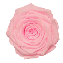 Load image into Gallery viewer, Preserved Rose on Stem in Pink by Rose Amor
