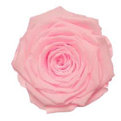 Preserved Rose on Stem in Pink by Rose Amor