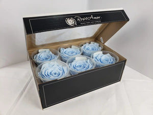 Preserved rose six pack in light blue by Rose Amor