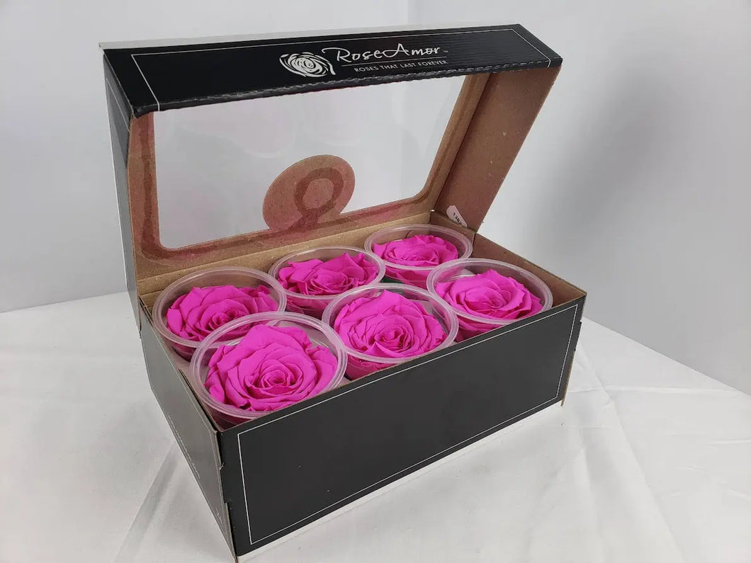 noscript-image-Large Preserved Rose Six Pack in Bright Pink