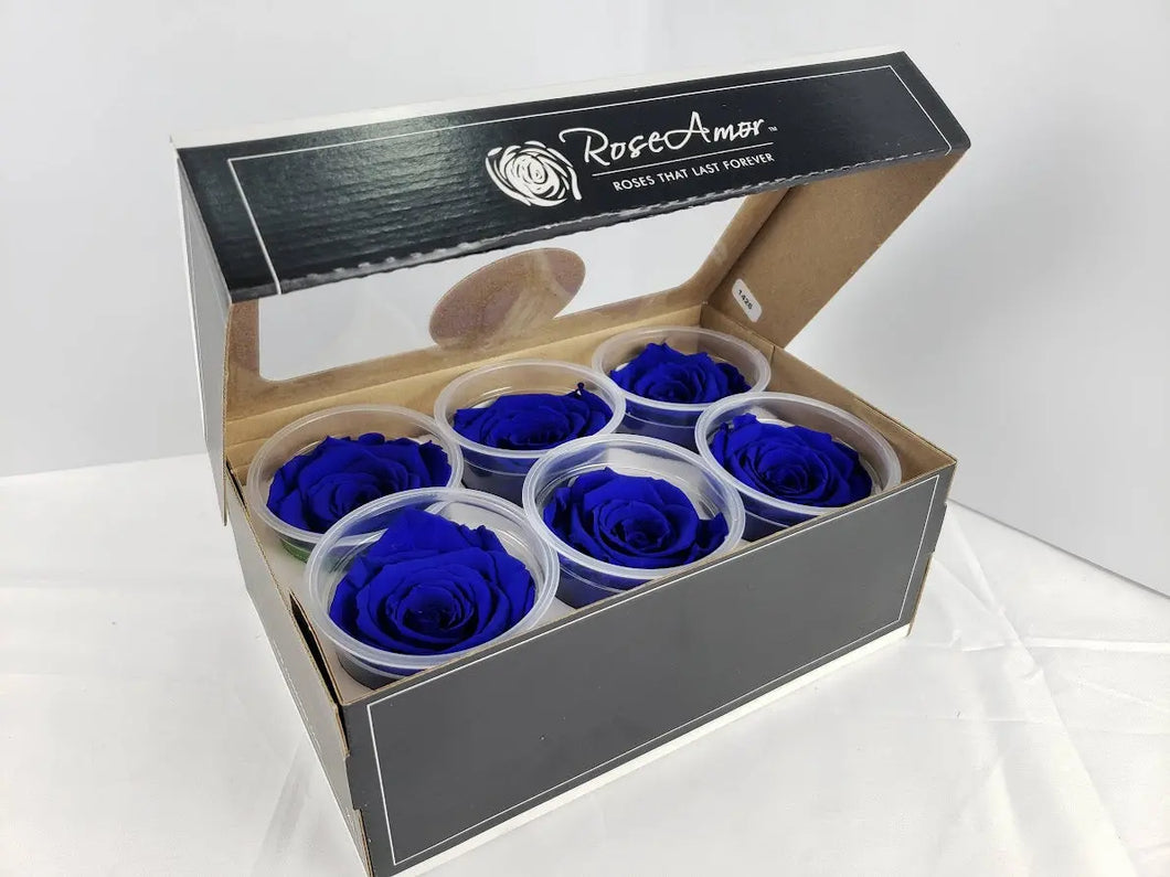 noscript-image-Preserved Rose Six Packs in Royal Blue