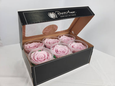 Rose Amor Large Preserved Rose Six Packs in Creamy Pink