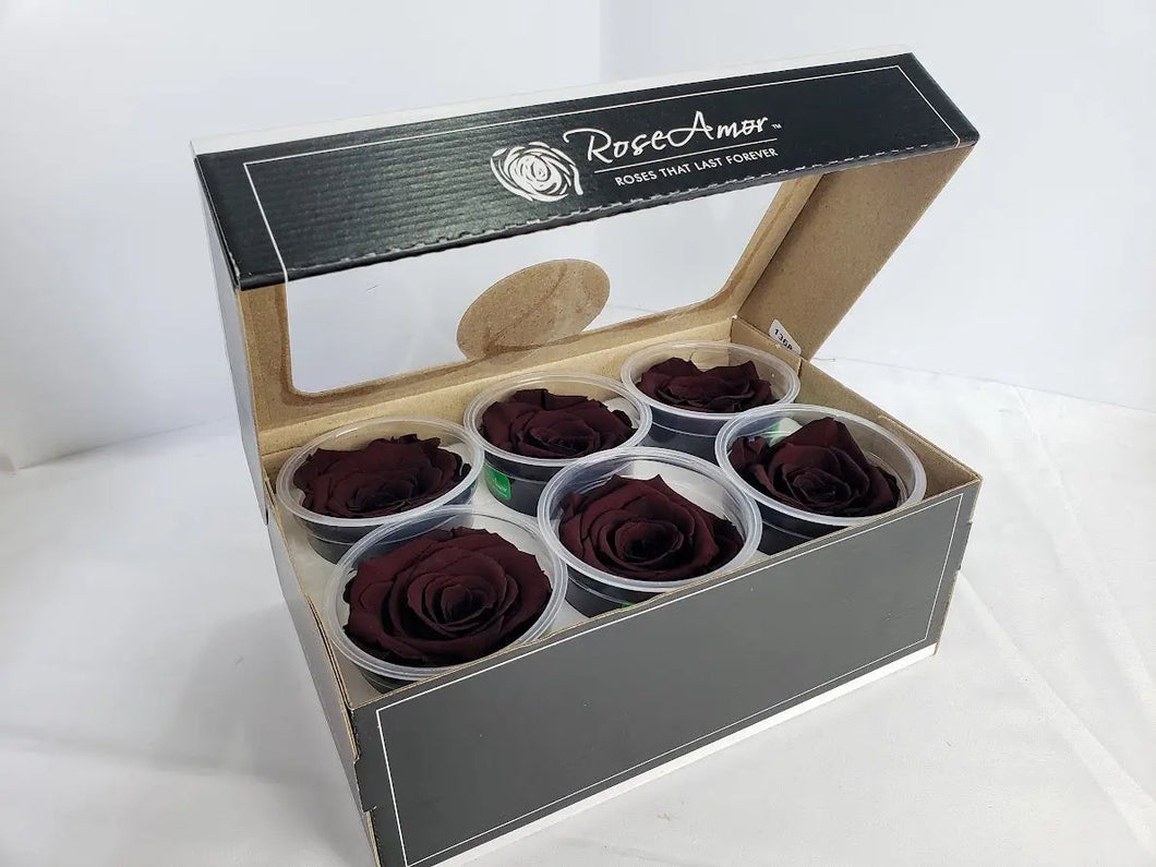 noscript-image-Wholesale Preserved Rose Six Pack in Cognac