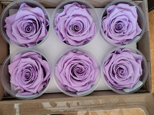 Preserved Rose Six Packs in Lavender