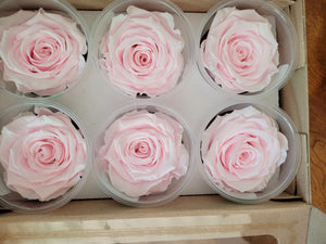 Large Preserved Rose Six Packs in Light Pink