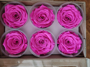 Large Preserved Rose Six Pack in Bright Pink
