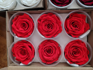 Large Preserved Rose Six Packs in Orange Red