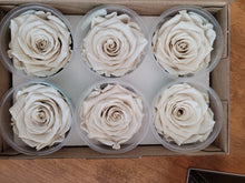 Load image into Gallery viewer, Preserved Rose Six Packs In Cream
