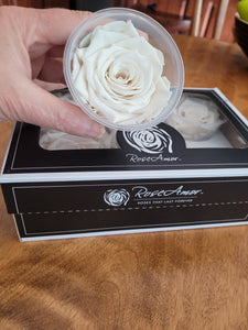 Preserved Rose Six Packs In Cream