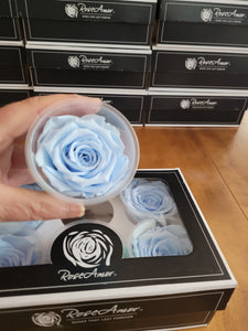 Large Preserved Rose Six Packs by Rose Amor in Light Blue