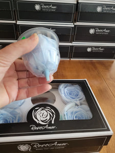 Large Preserved Rose Six Packs by Rose Amor in Light Blue