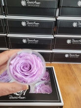 Load image into Gallery viewer, Preserved Rose Six Packs in Lavender
