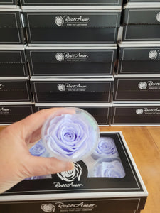 Rose Amor Large Preserved Rose Six Packs in Light Periwinkle