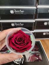 Load image into Gallery viewer, Large Preserved Rose Six Packs in Red
