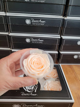 Load image into Gallery viewer, Large Preserved Rose Six Packs by Rose Amor in Light Peach
