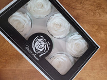 Load image into Gallery viewer, White Preserved Rose Six Packs
