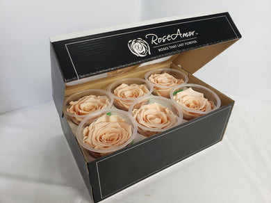Large Preserved Rose Six Pack in Champagne Peach