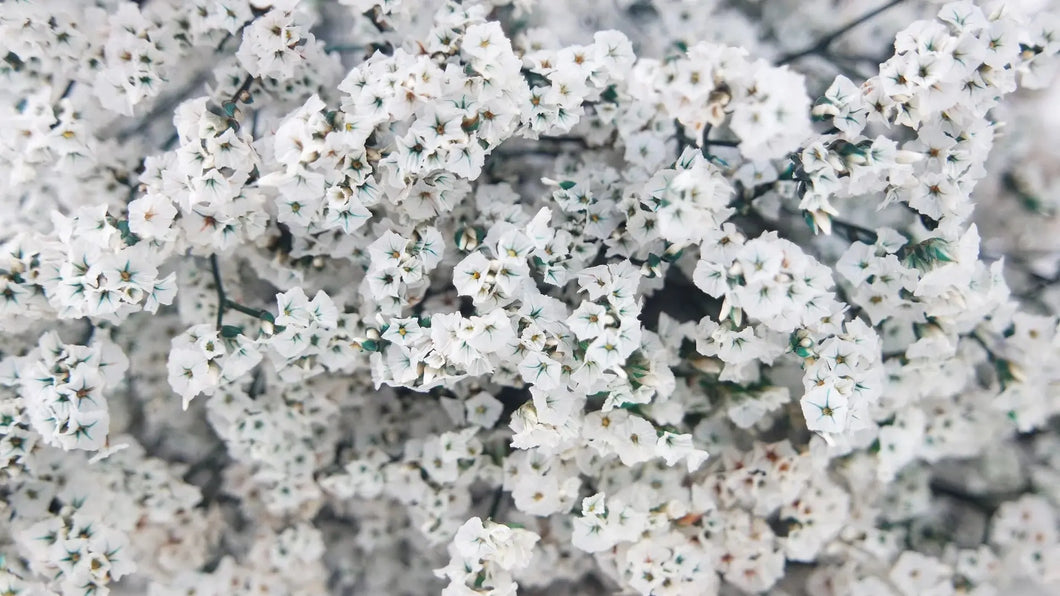 noscript-image-Preserved Limonium Flower Bunches Bulk case pricing - Free Shipping