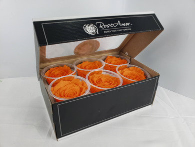 Orange Preserved Rose Six Packs