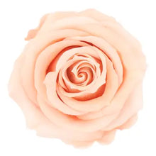 Load image into Gallery viewer, Peach blush preserved rose six pack
