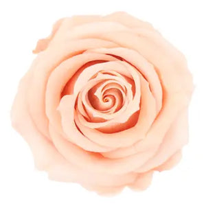 Peach blush preserved rose six pack