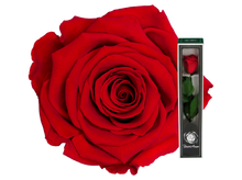 Load image into Gallery viewer, Red preserved rose on a preserved stem
