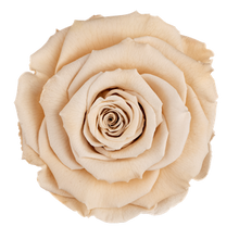 Load image into Gallery viewer, Preserved rose in champagne
