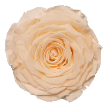 Load image into Gallery viewer, Preserved rose in champagne peach
