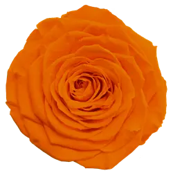 Preserved rose in orange