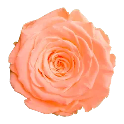 Preserved rose in peach