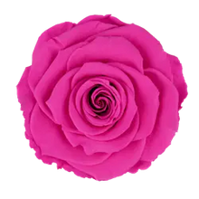 Load image into Gallery viewer, Preserved rose in bright pink
