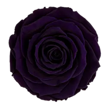 Load image into Gallery viewer, Preserved rose in deep purple
