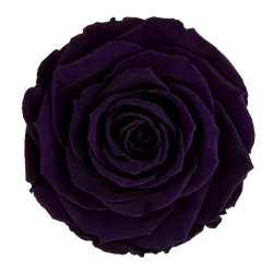 Preserved rose in deep purple