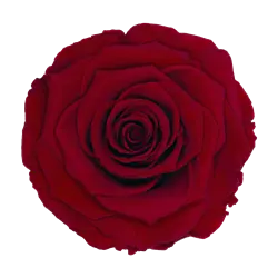 Preserved rose in red