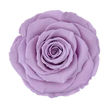 Load image into Gallery viewer, Preserved rose in lavender
