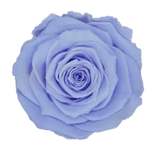 Load image into Gallery viewer, Preserved rose in light periwinkle
