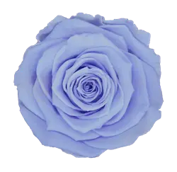 Preserved rose in light periwinkle