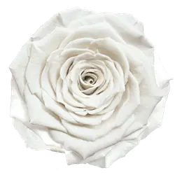 Preserved rose in pure white