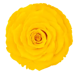 Rose Amor Large Preserved Rose Six Packs In Bright Yellow