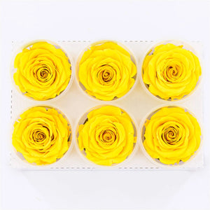 Preserved rose six pack in bright yellow