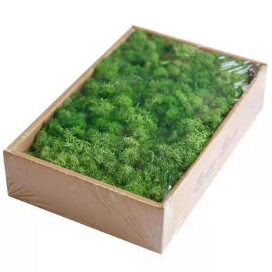 Green Preserved Moss in one Lbs. Box - Free Shipping